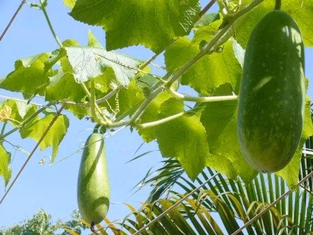 Sai lam can tranh tuyet doi khi giam can bang bi dao-Hinh-4