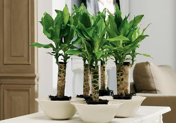 Nguoi thuoc 2 menh nay thich hop trong thiet moc lan trong nha-Hinh-2