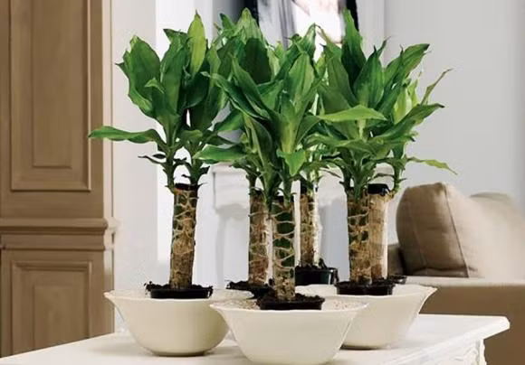 Nguoi thuoc 2 menh nay thich hop trong thiet moc lan trong nha-Hinh-2