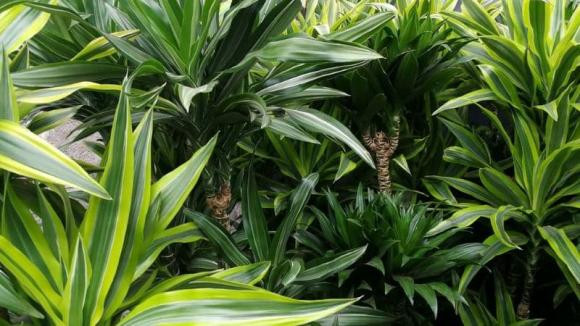 Nguoi thuoc 2 menh nay thich hop trong thiet moc lan trong nha-Hinh-3