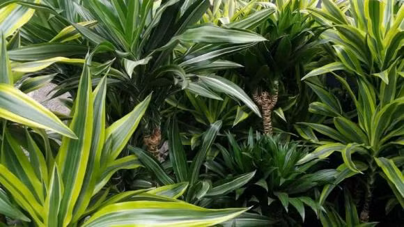 Nguoi thuoc 2 menh nay thich hop trong thiet moc lan trong nha-Hinh-3