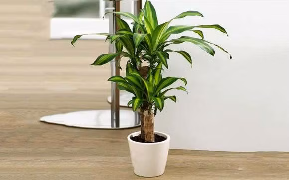 Nguoi thuoc 2 menh nay thich hop trong thiet moc lan trong nha