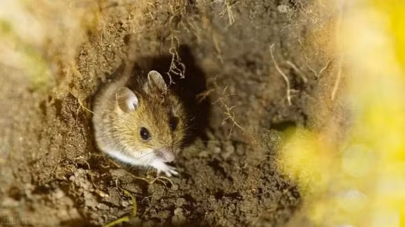 Tai sao nua nam thuc an trong ho chuot dong van khong nay mam?