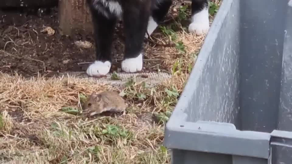 Video: Thay vì bắt chuột, chú mèo lại có hành động bất ngờ Video: Thay vi bat chuot, chu meo lai co hanh dong bat ngo