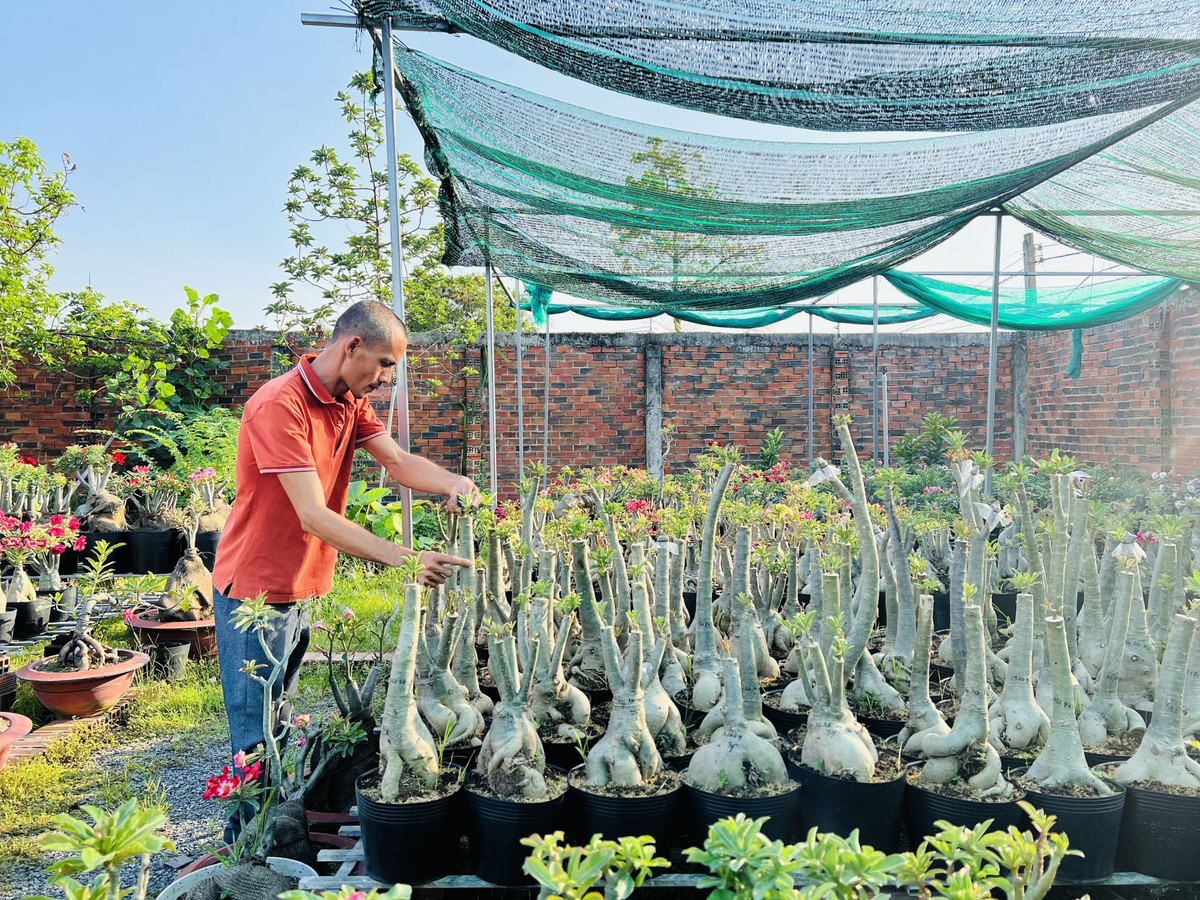 Vuon hoa su cua mot nong dan Tay Ninh, ngam thoi da me-Hinh-2