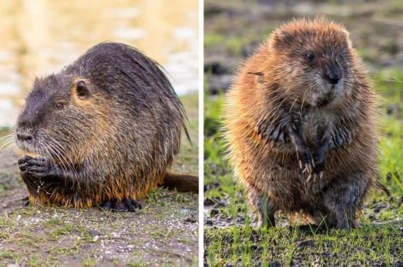 10 cap dong vat thuong bi nham voi nhau, thuc chat rat khac nhau-Hinh-2