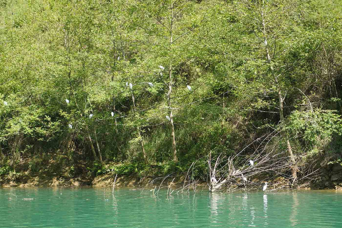 Thỉnh thoảng, du khách sẽ thấy những đàn cò trắng bên bờ sông. Ảnh: Nguyên Phong