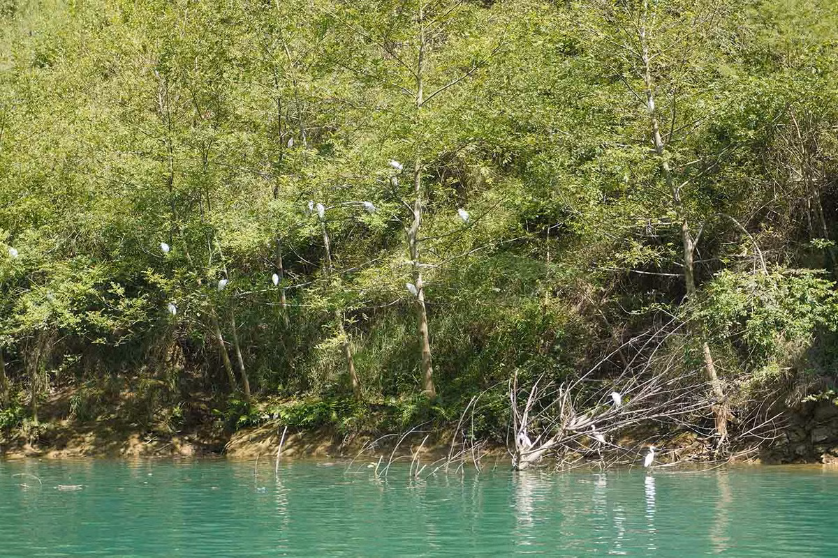 Thỉnh thoảng, du khách sẽ thấy những đàn cò trắng bên bờ sông. Ảnh: Nguyên Phong