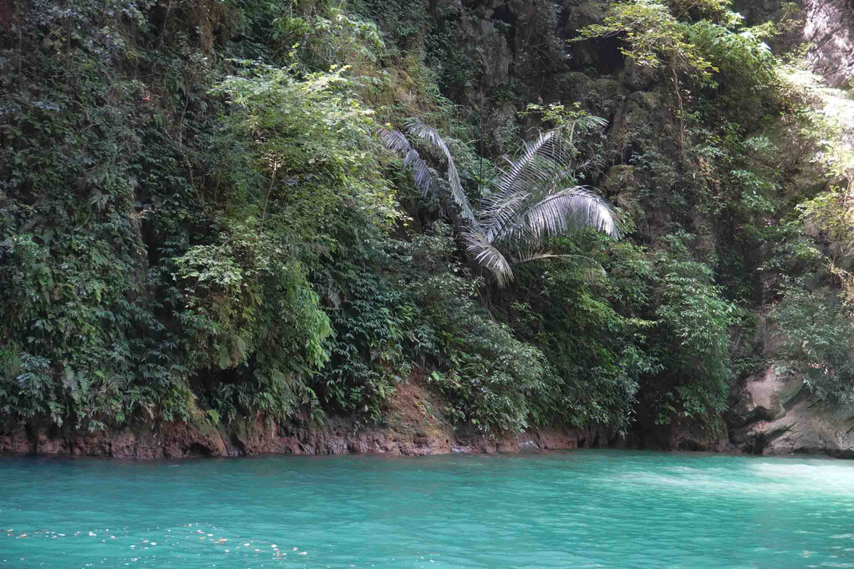 Những bụi cây mọc ra um tùm từ vách núi đá khô cằn. Ảnh: Nguyên Phong