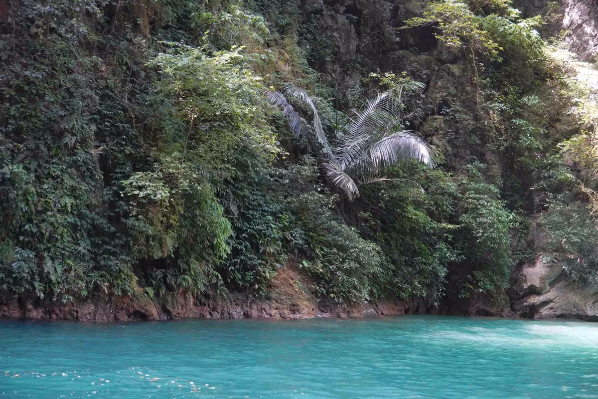 Những bụi cây mọc ra um tùm từ vách núi đá khô cằn. Ảnh: Nguyên Phong