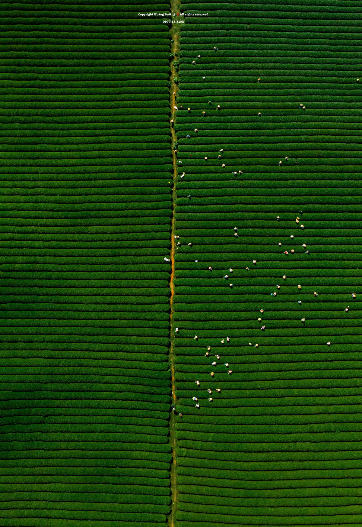 Tới thăm đồi chè, du khách có thể mượn giỏ của nông dân chụp hình, tìm hiểu về cách hái chè của họ hoặc tham gia các hoạt động trải nghiệm nông nghiệp. Chè sau khi hái sẽ được cho vào giỏ, chuẩn bị đem đi làm sạch, sấy khô, đóng gói thành phẩm.