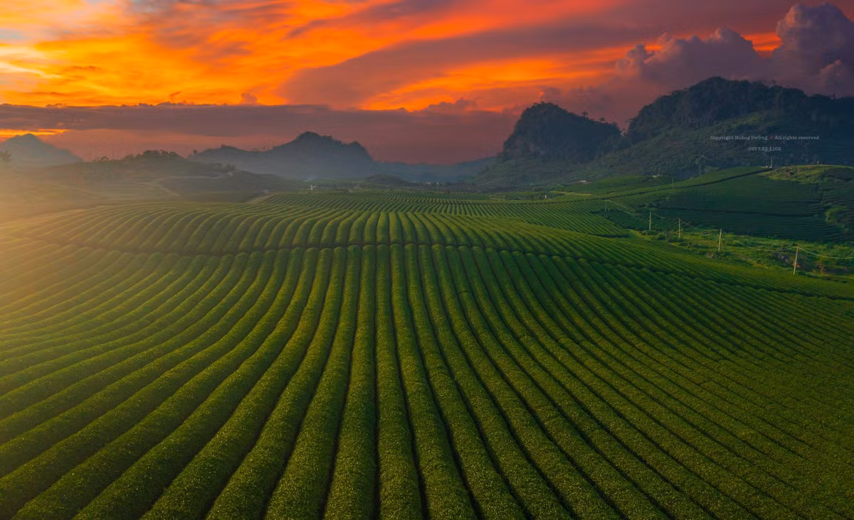 Cao nguyên Mộc Châu là vùng đất được thiên nhiên ưu đãi với điều kiện thổ nhưỡng và khí hậu rất thích hợp cho cây chè phát triển. Hiện nay, huyện Mộc Châu có trên 2.100 ha chè, sản lượng búp tươi hàng năm đạt trên 25.000 tấn. Cùng đó, có trên 10 công ty, doanh nghiệp, nhà máy chế biến chè búp tươi, với công suất khoảng 300 tấn/ngày; giải quyết việc làm cho trên 3.000 hộ dân vùng nguyên liệu và khoảng 600 người lao động thường xuyên trong các công ty, doanh nghiệp.