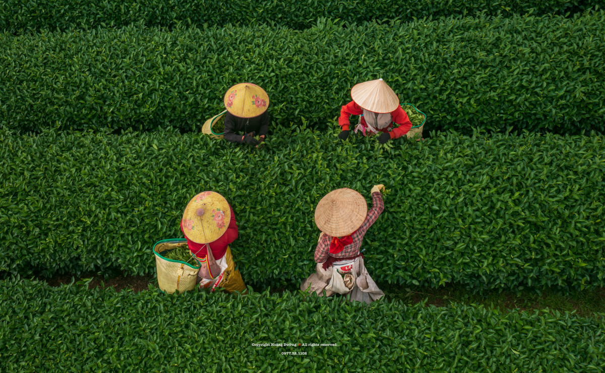 Những công nhân nông trại chè hay nông dân địa phương thường bắt đầu công việc từ 7h sáng. Đôi tay họ nhịp nhàng, nhanh thoăn thoắt. Trung bình mỗi kg chè họ sẽ nhận được 3.000 đồng tiền công. Người hái nhanh sẽ được 300.000 đồng/ngày.