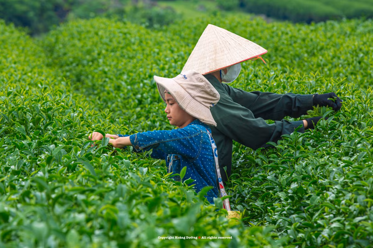 Hiện Mộc Châu đã xây dựng quy hoạch bảo tồn các khu đồng cỏ, đồi chè để phục vụ du lịch.