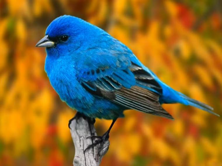 4 con giap khong lo that nghiep, cong viec tot, thu nhap cao-Hinh-2