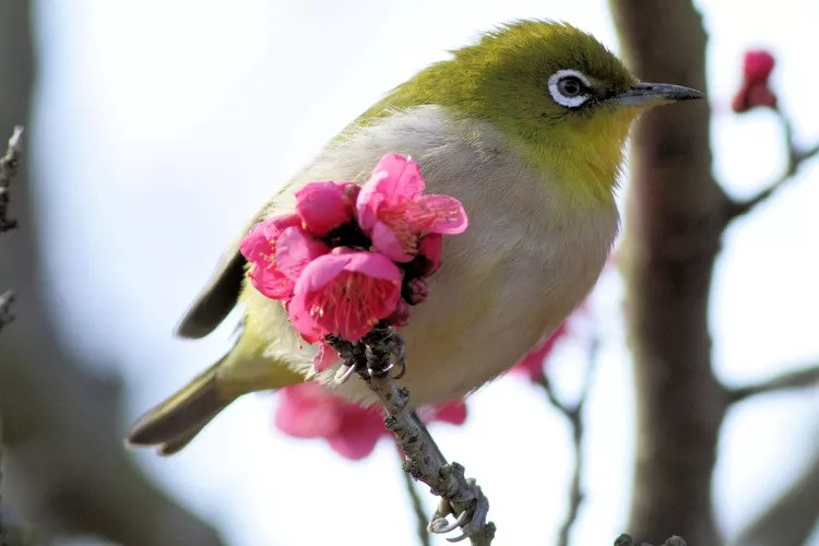 4 con giap khong lo that nghiep, cong viec tot, thu nhap cao-Hinh-4
