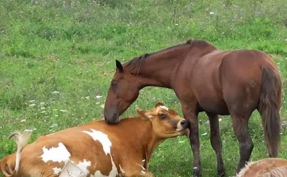 Vo chong cung con giap duoc khong?-Hinh-5