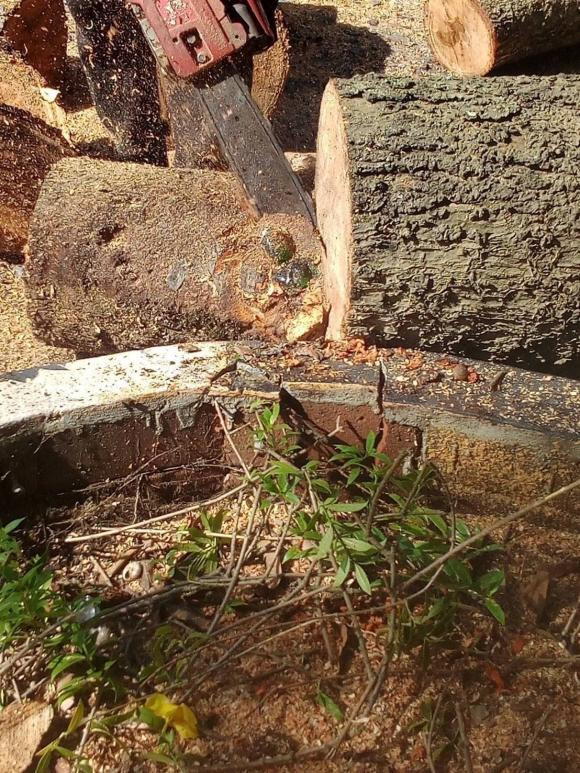 Tim thay tuong Phat ngoc hon 100 tuoi ben trong than cay-Hinh-2