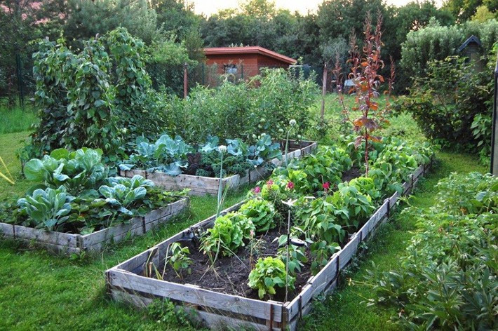 Khu vườn có tuổi đời 100 năm vẫn xanh tươi, ngập tràn rau trái - Hình 2 Khu vuon co tuoi doi 100 nam van xanh tuoi, ngap tran rau trai-Hinh-2