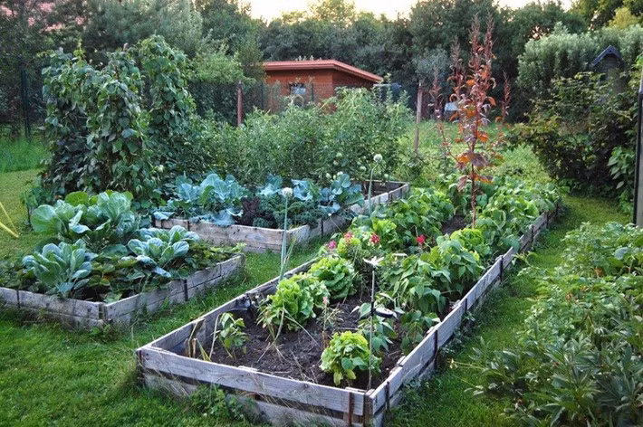 Khu vuon co tuoi doi 100 nam van xanh tuoi, ngap tran rau trai-Hinh-2