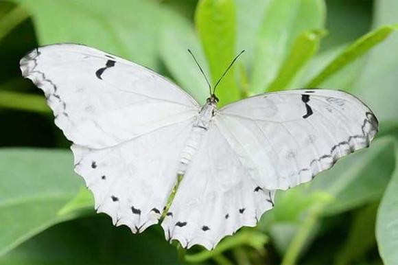 Thang co hon, ran va buom vao nha co diem gi?-Hinh-7