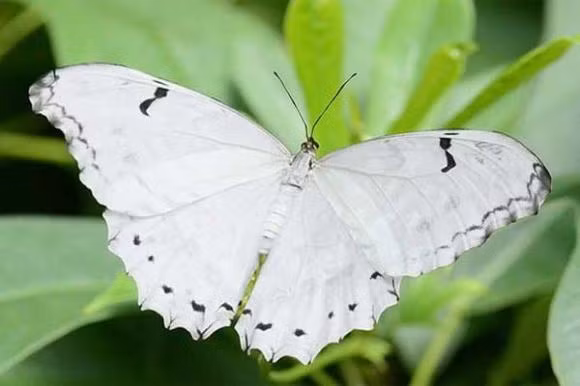 Thang co hon, ran va buom vao nha co diem gi?-Hinh-7