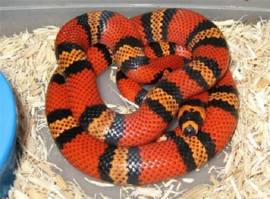 Thang co hon, ran va buom vao nha co diem gi?-Hinh-4