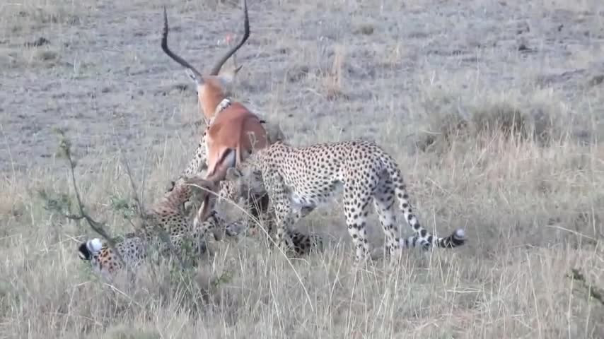 Video: Linh dương vùng vẫy trong vòng vây của 4 con báo săn Video: Linh duong vung vay trong vong vay cua 4 con bao san