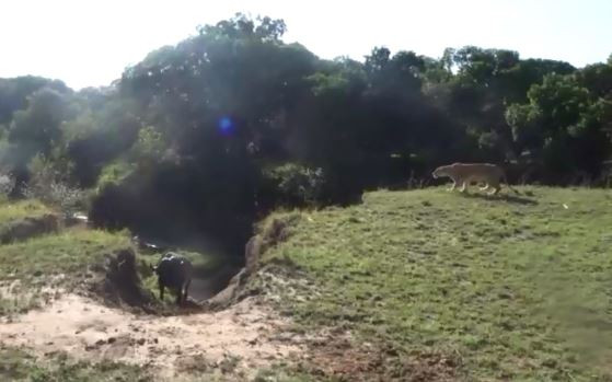 Video: Cay dong treu choc trau rung, su tu “e mat” vi bi duoi