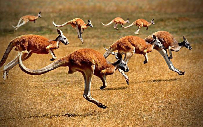 Tại sao nhiều người nghĩ con người là sinh vật chạy bộ tốt nhất? - Hình 4 Tai sao nhieu nguoi nghi con nguoi la sinh vat chay bo tot nhat?-Hinh-4