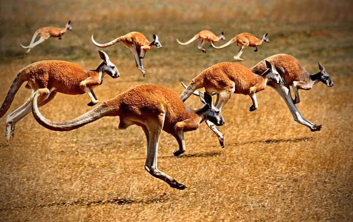 Tai sao nhieu nguoi nghi con nguoi la sinh vat chay bo tot nhat?-Hinh-4