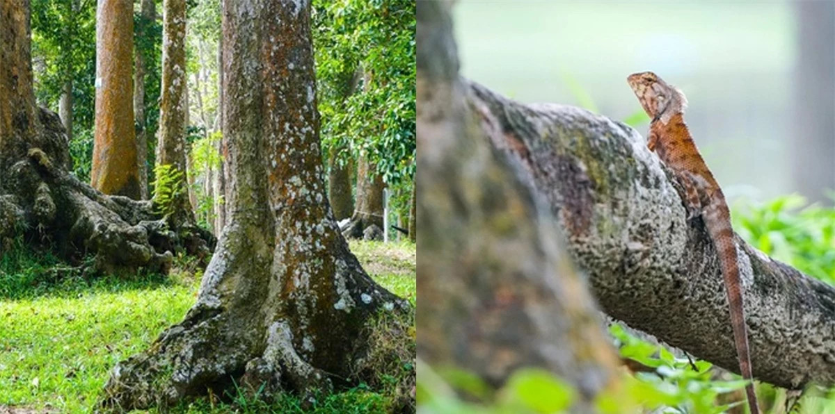 Rung co thu giua long thanh pho, co toi 500 cay tram nam tuoi