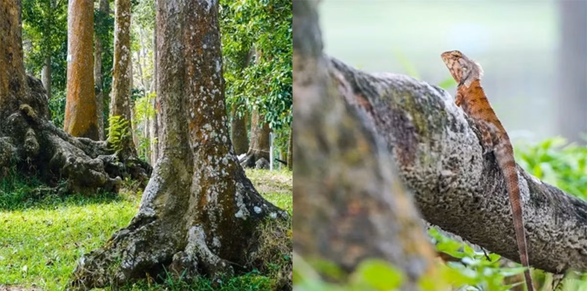 Rung co thu giua long thanh pho, co toi 500 cay tram nam tuoi