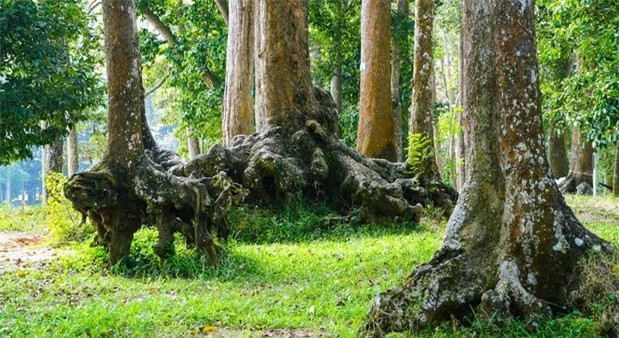 Rung co thu giua long thanh pho, co toi 500 cay tram nam tuoi-Hinh-4