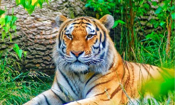 Và về mặt tương tác xã hội, người tuổi Dần cũng sẽ có nhiều cơ hội gặp gỡ những người mạnh mẽ và có năng lực, qua đó họ có thể nhận được sự hỗ trợ về nguồn lực tốt hơn. Nhìn chung, năm 2024 sẽ là một năm rất lý tưởng đối với những người sinh năm Dần.