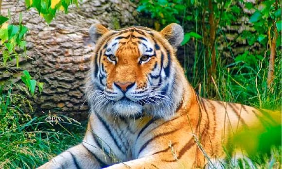 Và về mặt tương tác xã hội, người tuổi Dần cũng sẽ có nhiều cơ hội gặp gỡ những người mạnh mẽ và có năng lực, qua đó họ có thể nhận được sự hỗ trợ về nguồn lực tốt hơn. Nhìn chung, năm 2024 sẽ là một năm rất lý tưởng đối với những người sinh năm Dần.