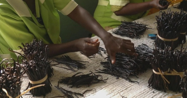 Loại quả đắt đỏ, giá 12 triệu/kg, ở Việt Nam cũng trồng - Hình 4 Loai qua dat do, gia 12 trieu/kg, o Viet Nam cung trong-Hinh-4