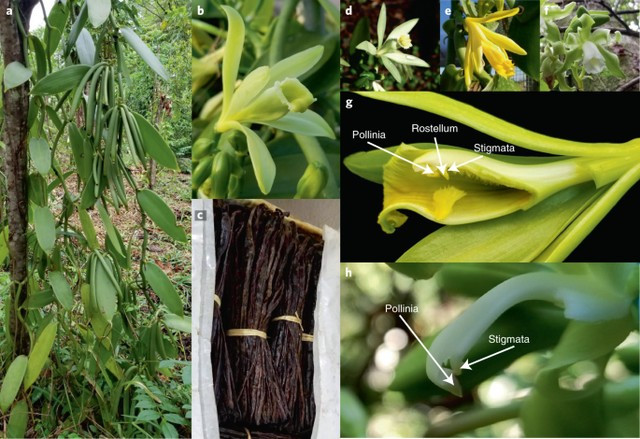 Loai qua dat do, gia 12 trieu/kg, o Viet Nam cung trong-Hinh-3