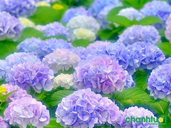 Tháng 12 Âm lịch. Tháng 12 Âm lịch còn được gọi là “tháng xấu”. Nhưng cuộc sống của những người sinh vào tháng Âm lịch này luôn tốt đẹp, không bao giờ xấu.