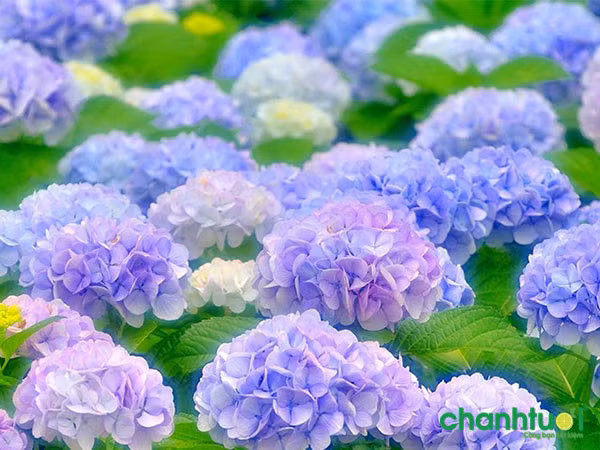 Tháng 12 Âm lịch. Tháng 12 Âm lịch còn được gọi là “tháng xấu”. Nhưng cuộc sống của những người sinh vào tháng Âm lịch này luôn tốt đẹp, không bao giờ xấu.