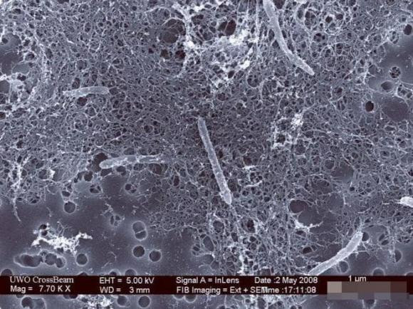 Sinh vat song duoi long dat 2.800 met, ton tai nho nang luong phong xa-Hinh-4