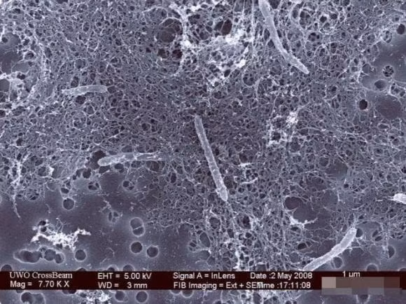 Sinh vat song duoi long dat 2.800 met, ton tai nho nang luong phong xa-Hinh-4