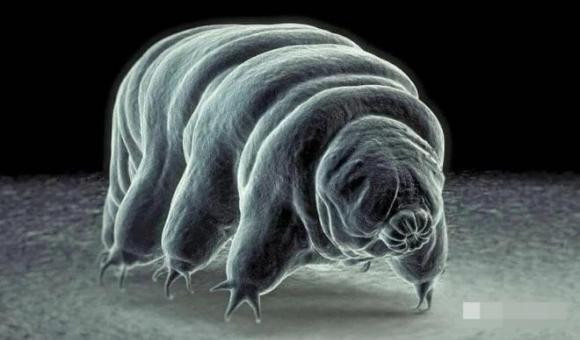 Sinh vat song duoi long dat 2.800 met, ton tai nho nang luong phong xa-Hinh-2