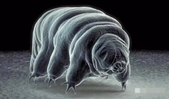 Sinh vat song duoi long dat 2.800 met, ton tai nho nang luong phong xa-Hinh-2