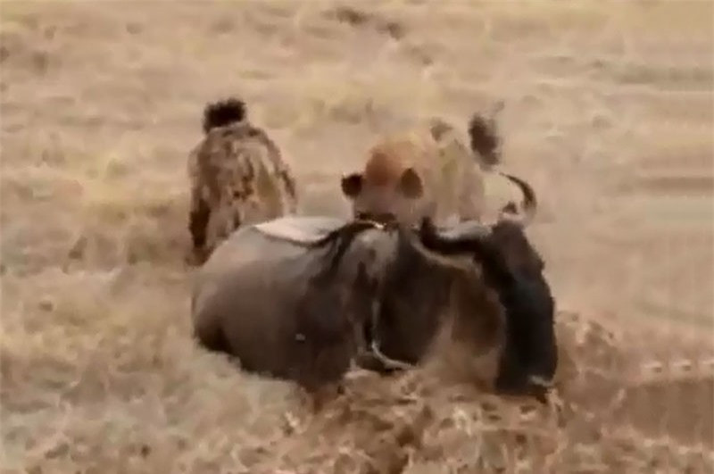 Video: Linh duong dau bo thoat chet ngoan muc truoc mieng linh cau