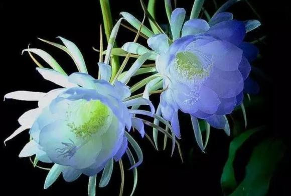 4 loai hoa tuy dep nhung nguoi xua bao de trong nha-Hinh-7