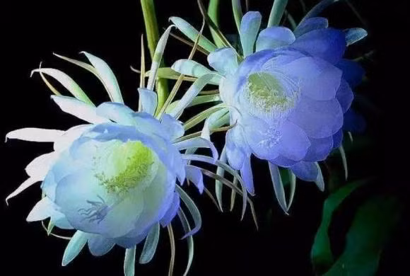 4 loai hoa tuy dep nhung nguoi xua bao de trong nha-Hinh-7