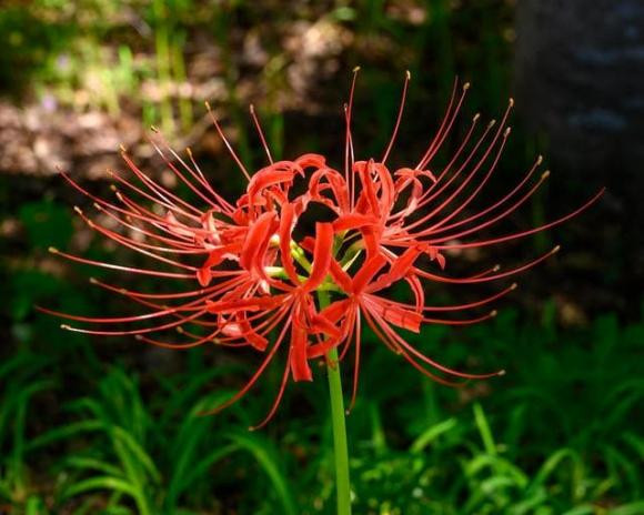 4 loai hoa tuy dep nhung nguoi xua bao de trong nha-Hinh-3