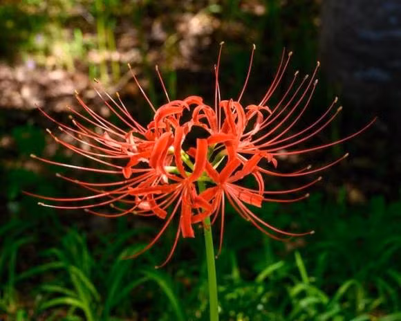 4 loai hoa tuy dep nhung nguoi xua bao de trong nha-Hinh-3