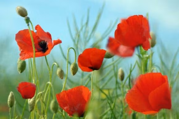 4 loai hoa tuy dep nhung nguoi xua bao de trong nha-Hinh-5